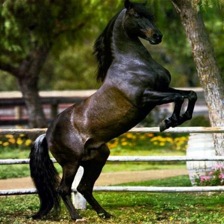 cheval